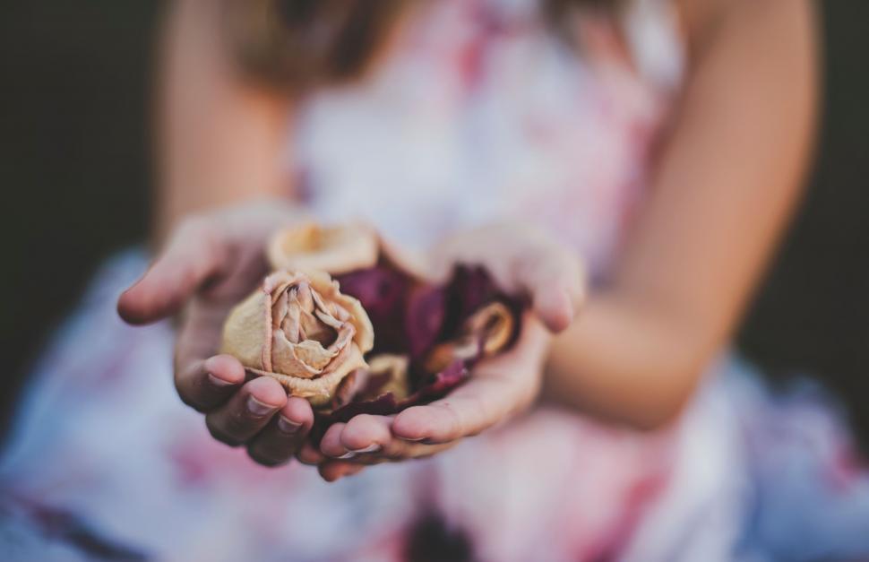Free Image of Person Holding a Flower in Their Hands 