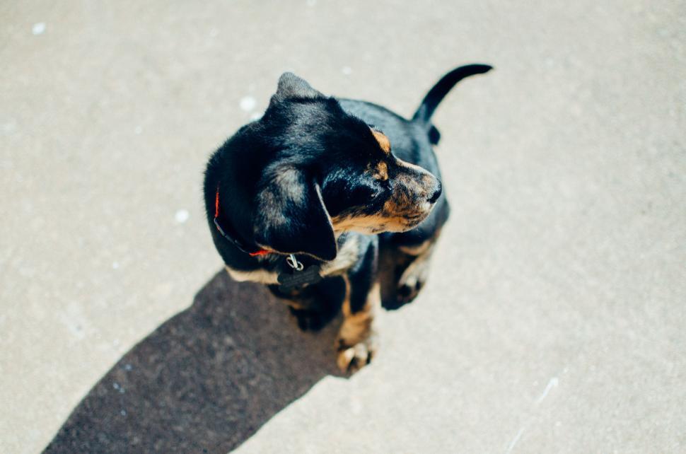 Free Image of Small Black and Brown Dog Sitting on Cement Floor 