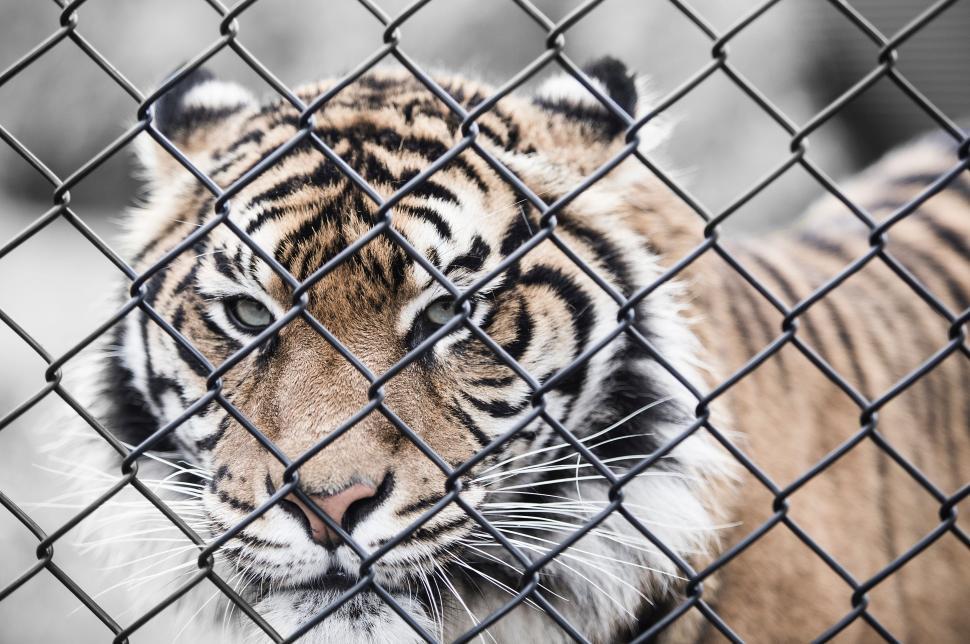 Free Image of Tiger Peering Through Chain Link Fence 