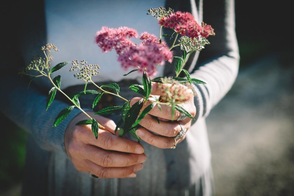 Free Image of Person Holding a Bunch of Flowers 