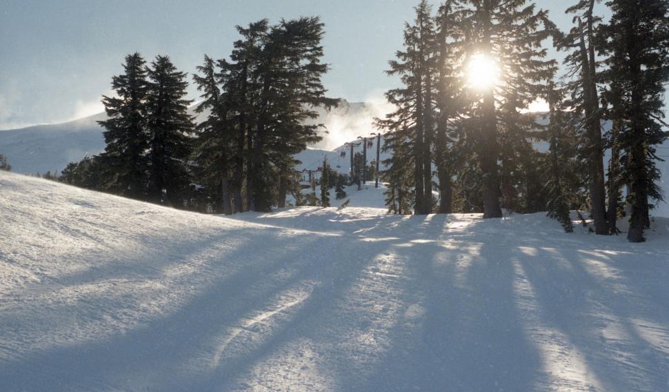 Free Image of Sun Shines Through Trees on Snowy Hill 