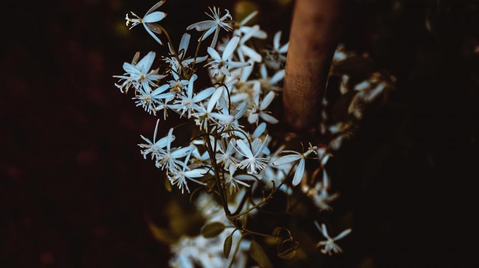 Free Image of Cluster of White Flowers in Darkness 