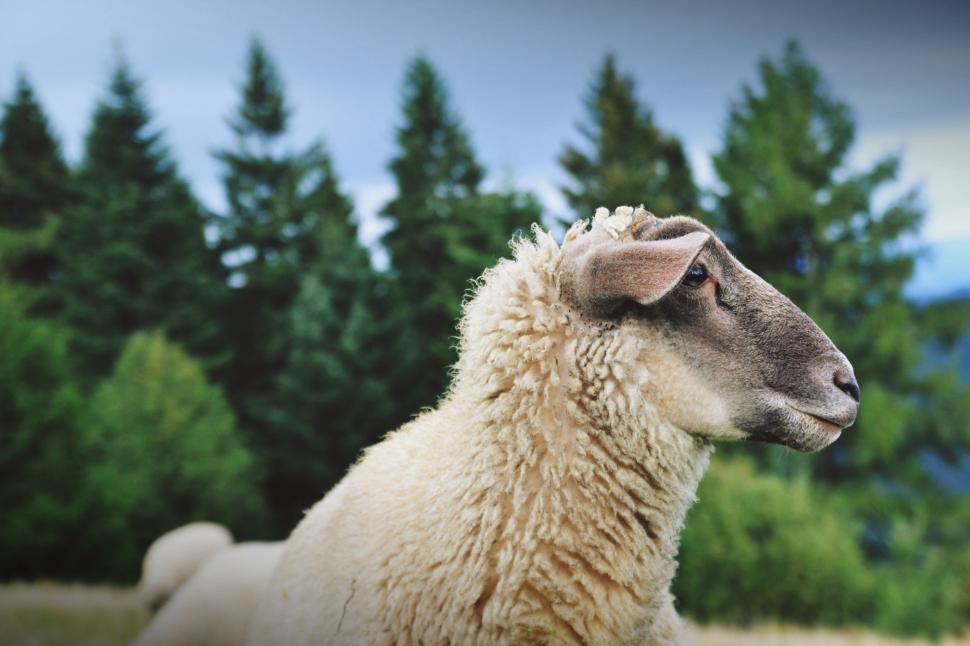 Free Image of Sheep Standing in Field With Trees 