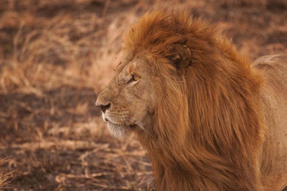 Free Image of Lion Standing in Middle of Field 