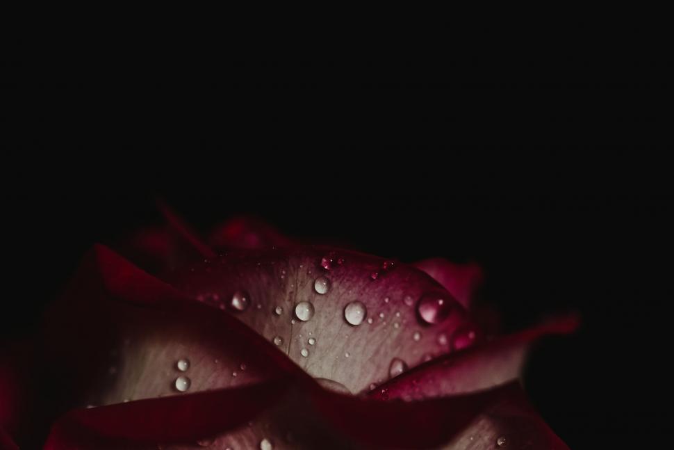 Free Image of Close Up of a Rose With Water Droplets 