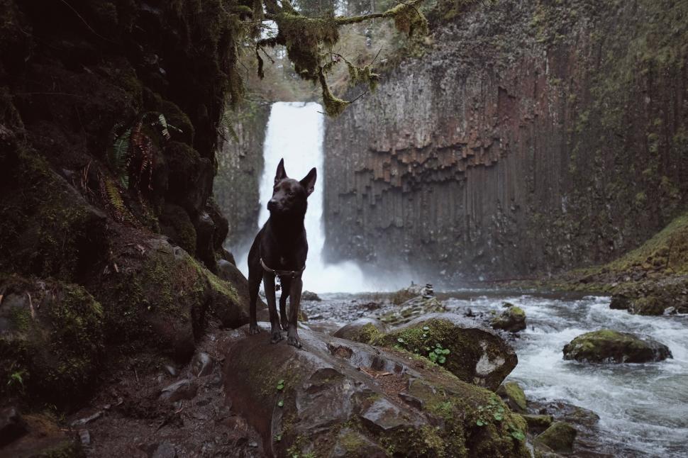 Free Image of Dog Standing on Rock in Front of Waterfall 