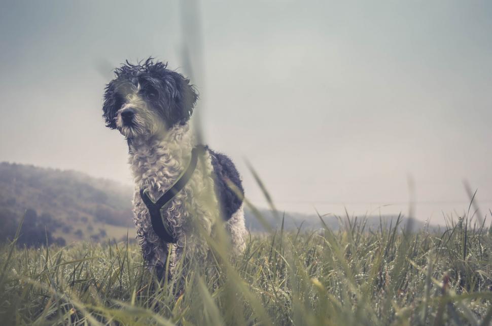 Free Image of Black and White Dog Standing on Top of Lush Green Field 