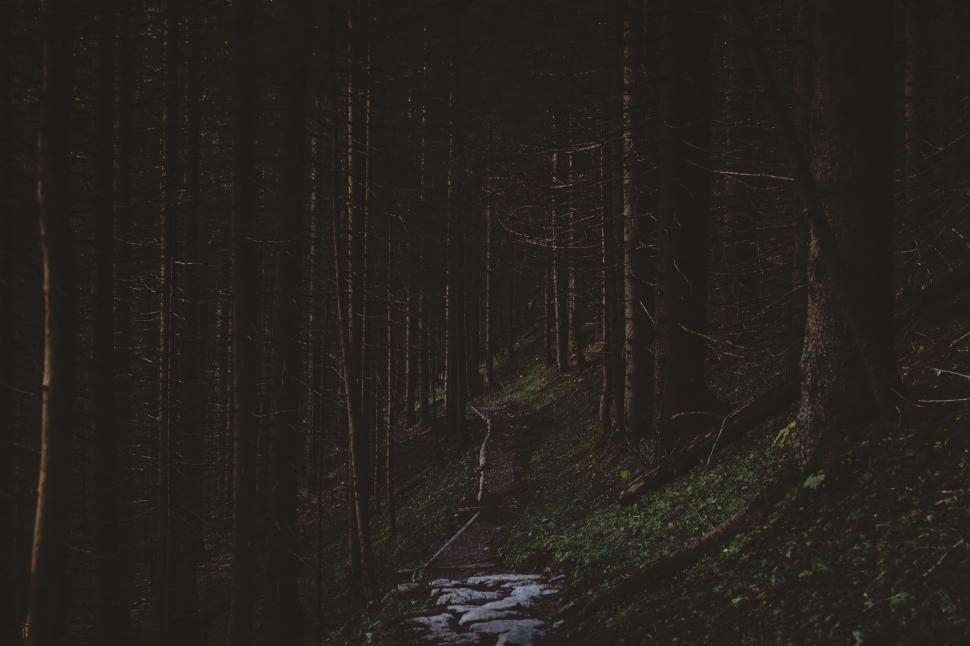 Free Image of A Path in the Woods 