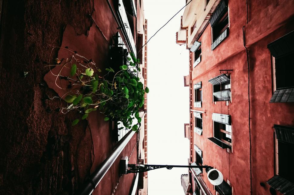 Free Image of Plant Growing on Wall in Narrow Alleyway 