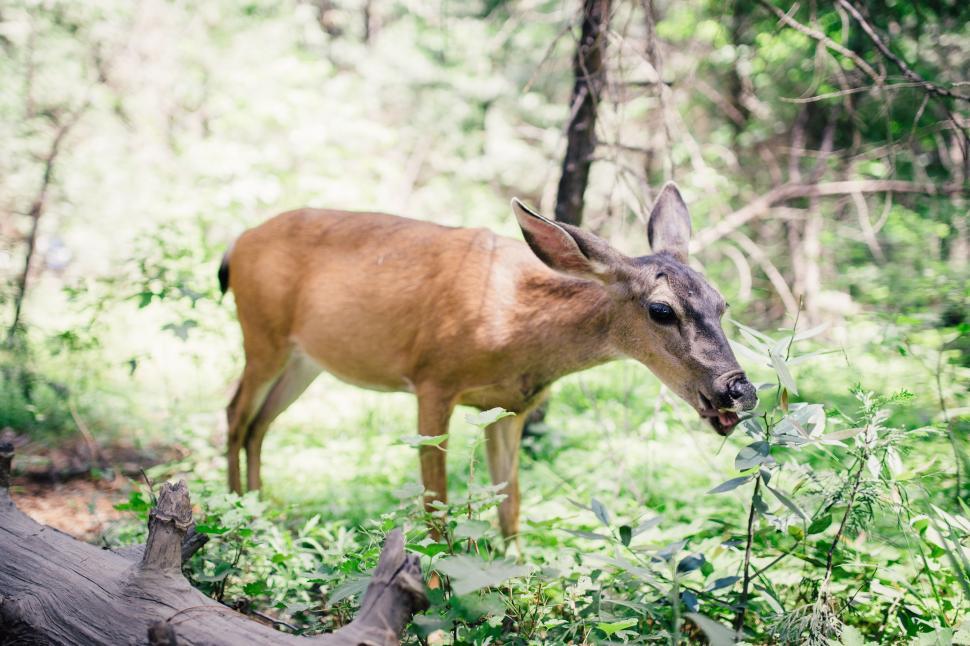 Free Image of Deer Standing in the Middle of a Forest 