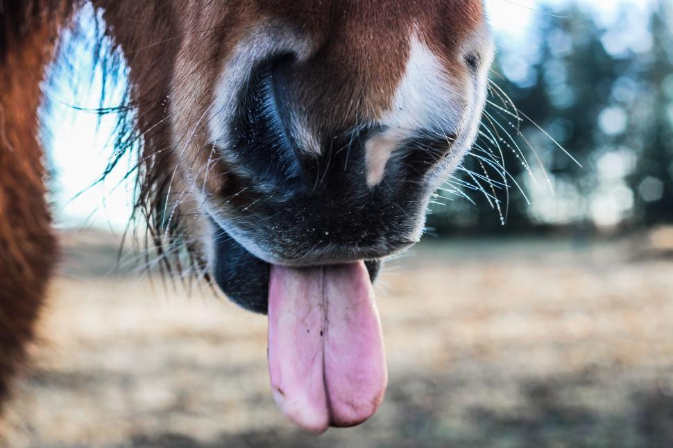 Free Image of Close Up of a Horse With Tongue Hanging Out 
