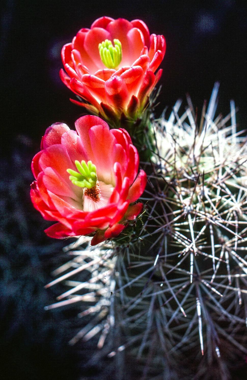Free Image of Close up of Two Cactus Flower 