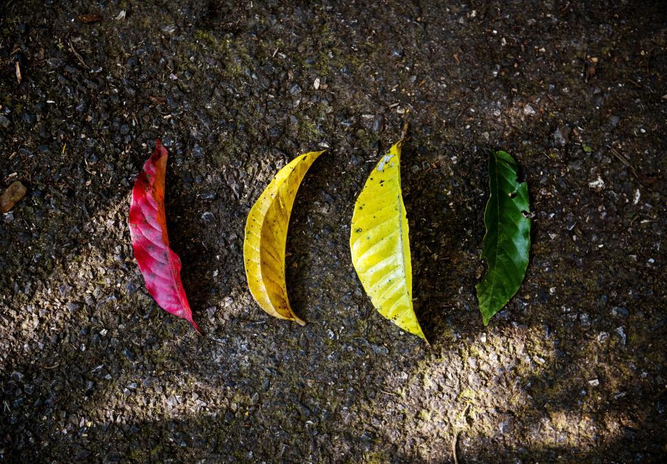 Free Image of Three Different Colored Leaves Laying on the Ground 