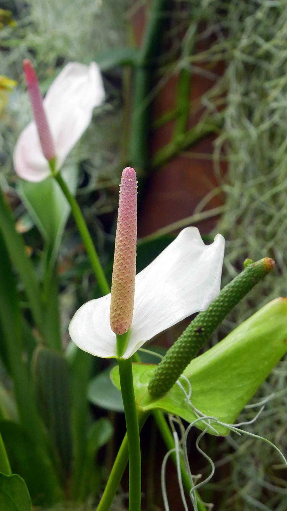 Free Image of Peace Lilies 