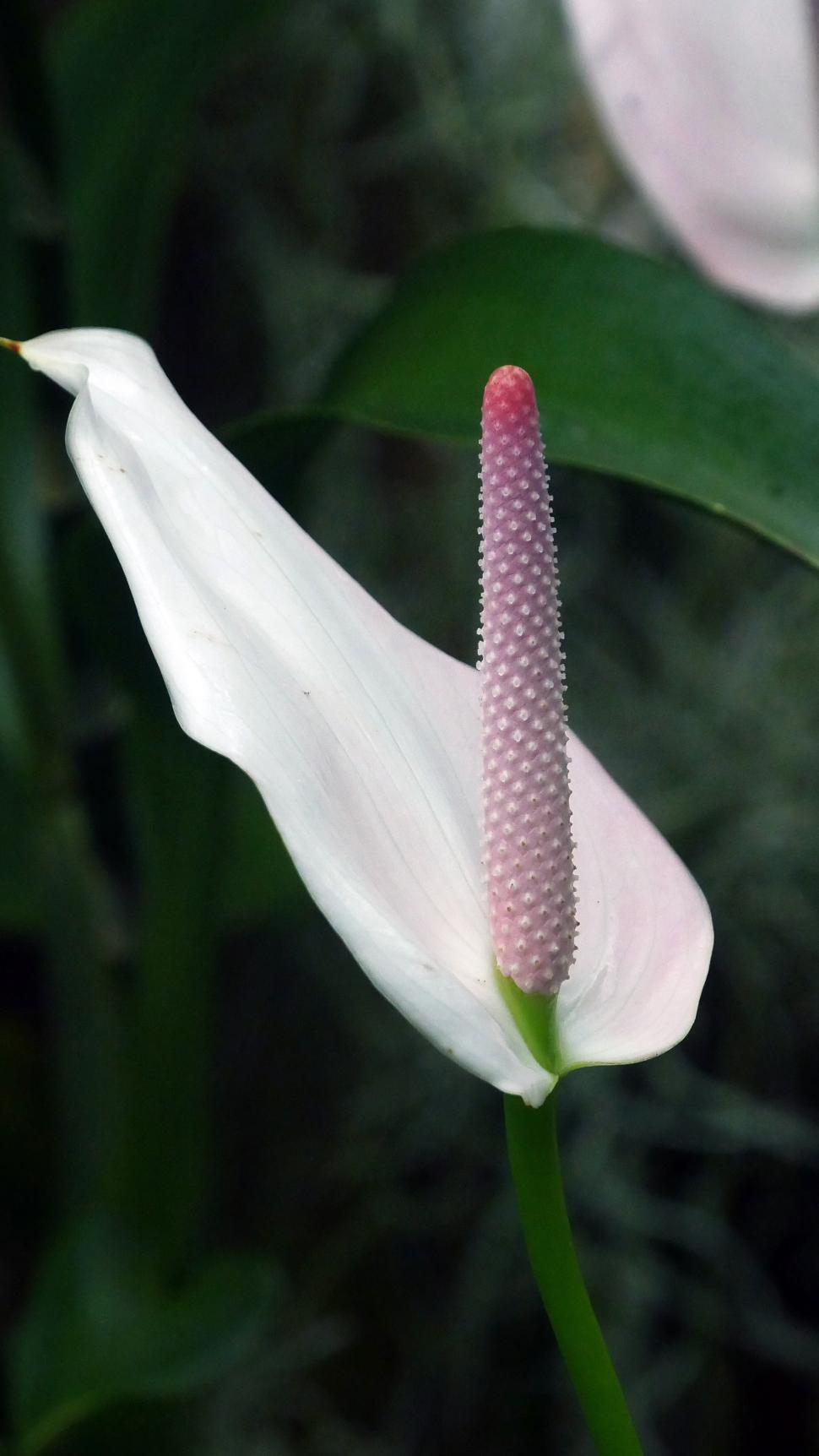 Free Image of One Peace Lily 