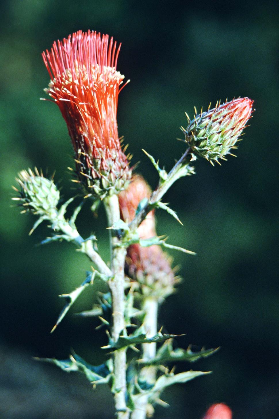 Free Image of Thistle blooming 