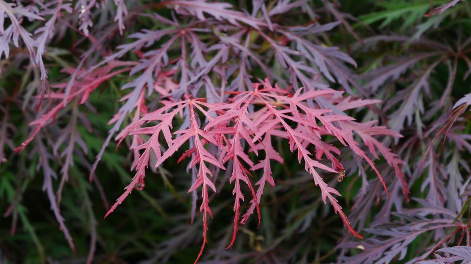 Free Image of Japanese Maple Leaves 