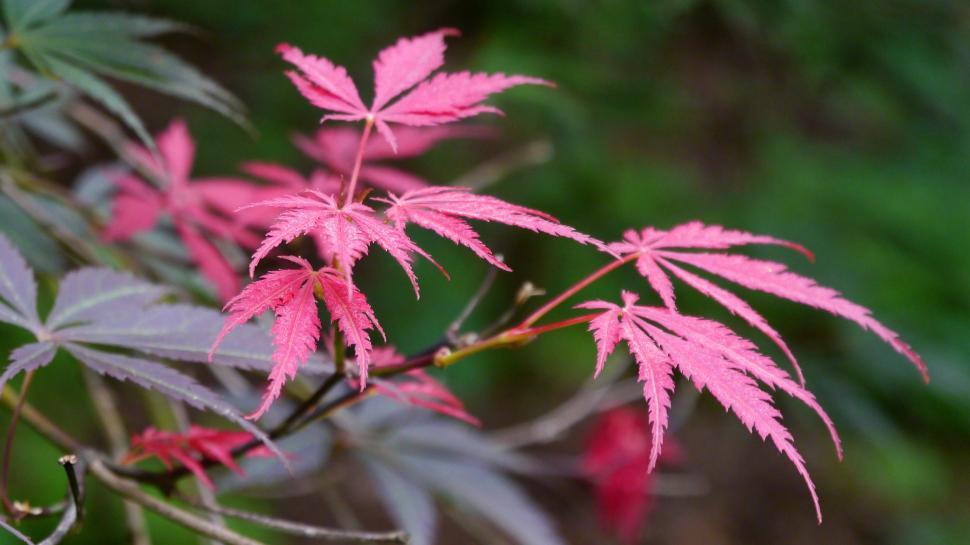 Free Image of Leaves on Japanese Maple 