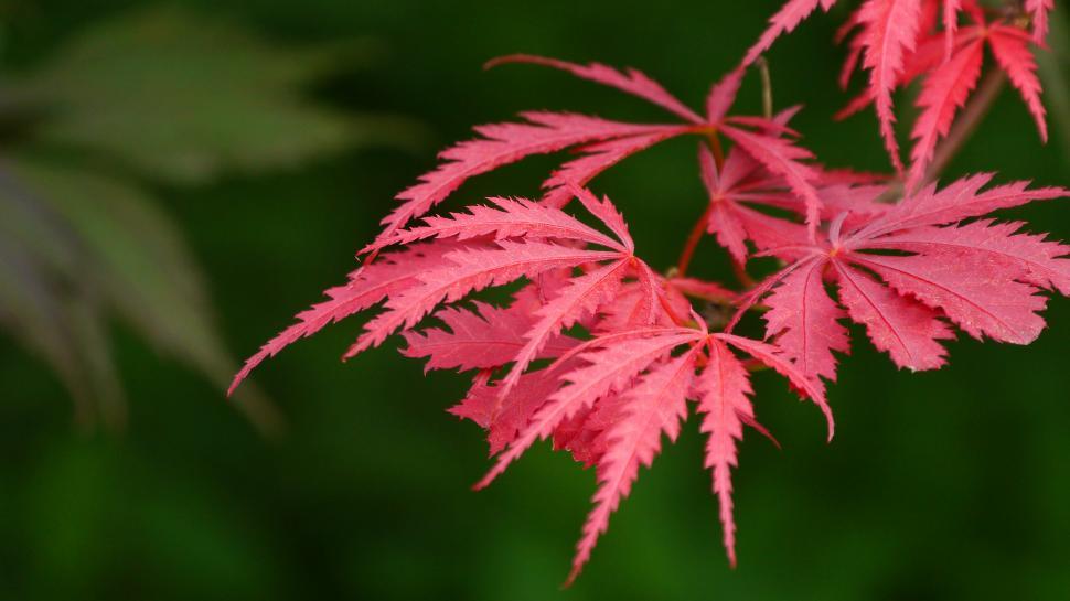 Free Image of Red Japanese Maple Leaves 