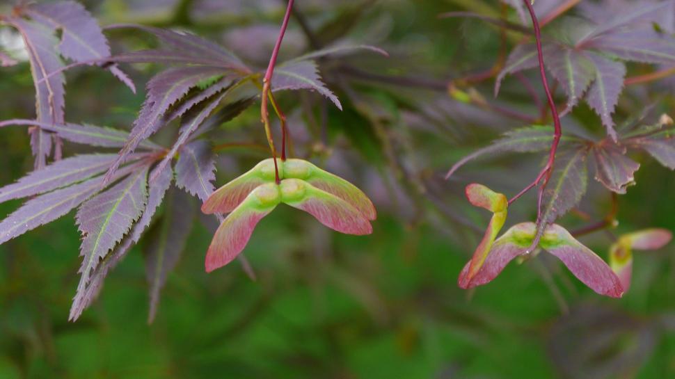 Free Image of Japanese Maple Leaves and Seeds 