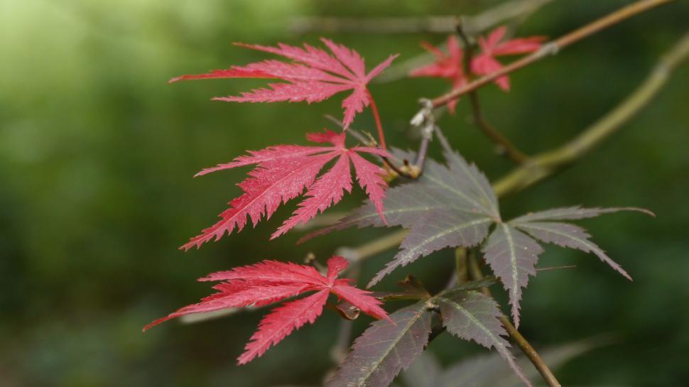 Free Image of Japanese Maple Lacey Leaves 
