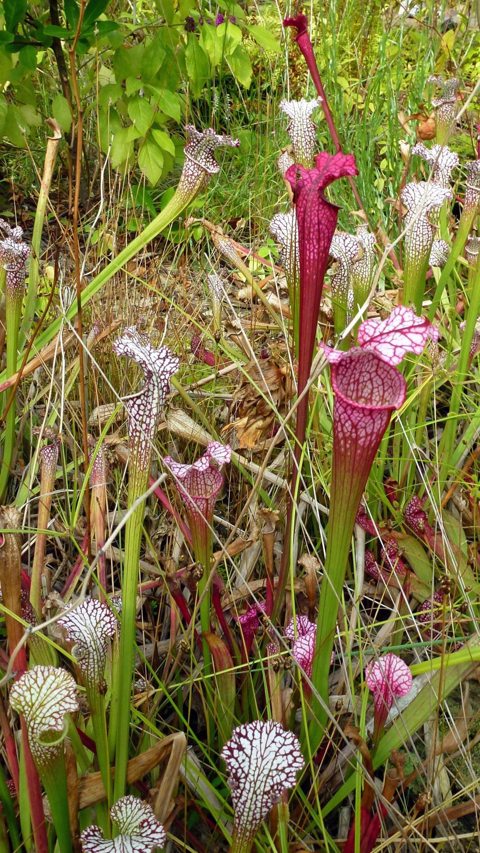 Free Image of Fly trapping Pitcher Plants 