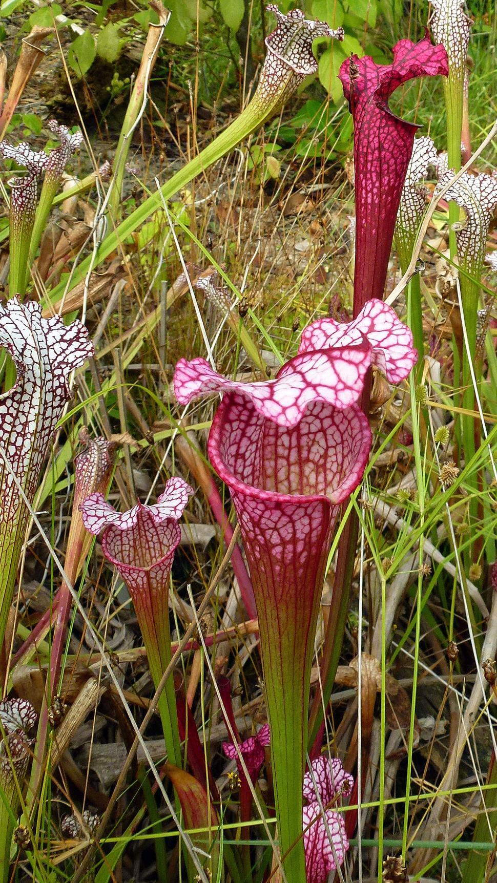 Free Image of Pitcher Plants in bog 