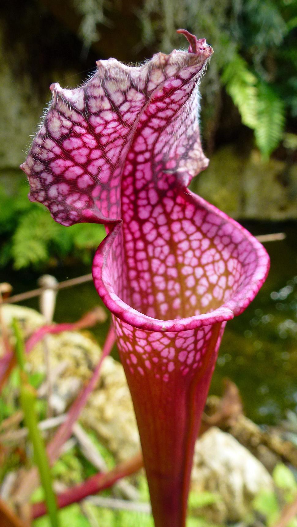 Free Image of Pitcher Plant 