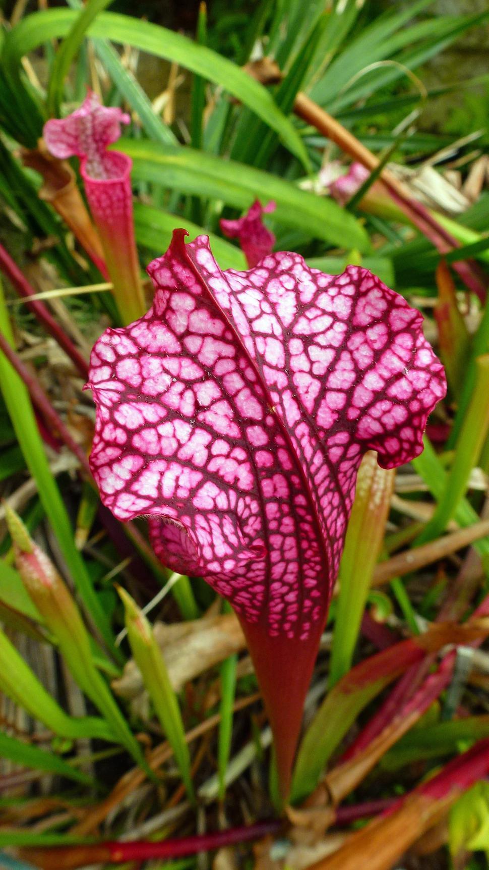 Free Image of Red Pitcher Plants 