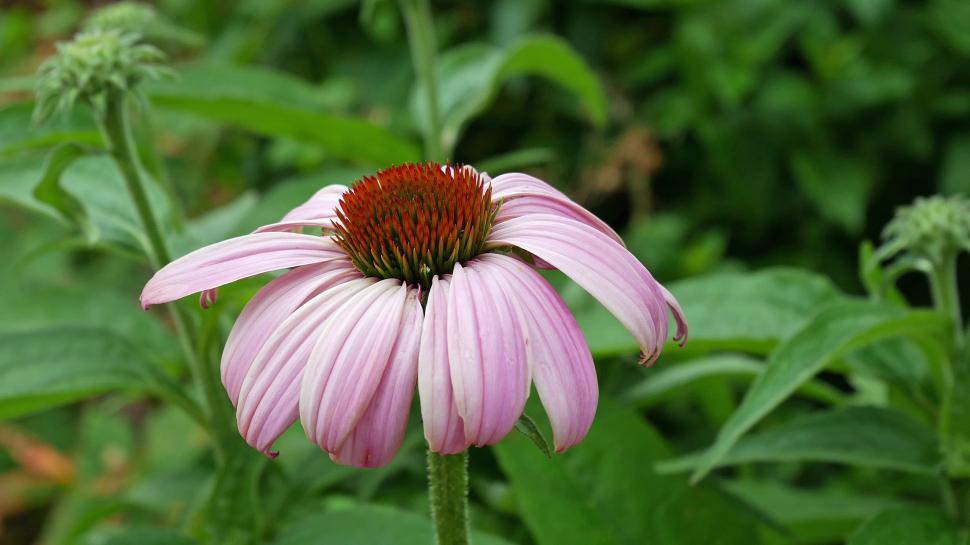 Free Image of Pink Coneflower in Full Bloom 