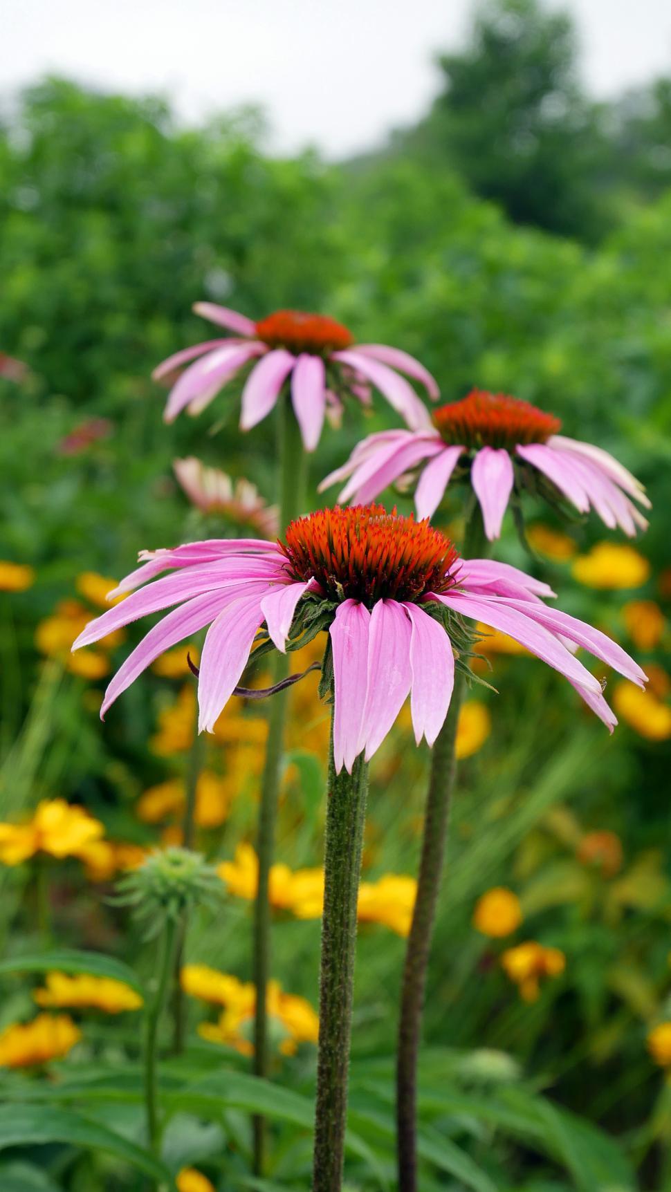 Free Image of Pink Coneflowers 