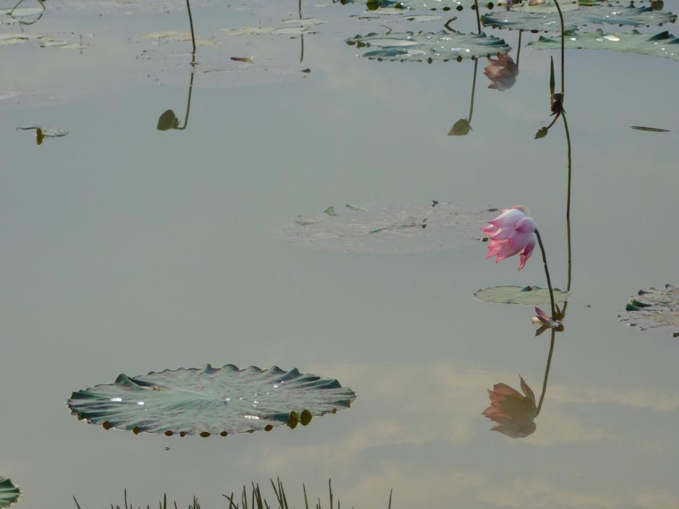 Free Image of Lotus flower  