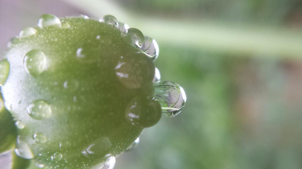 Free Image of Dewdrops And Tomatoes  