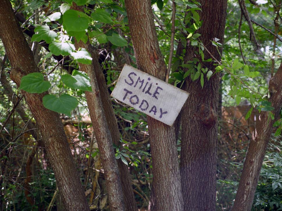 Free Image of Wooden sign in the forest  