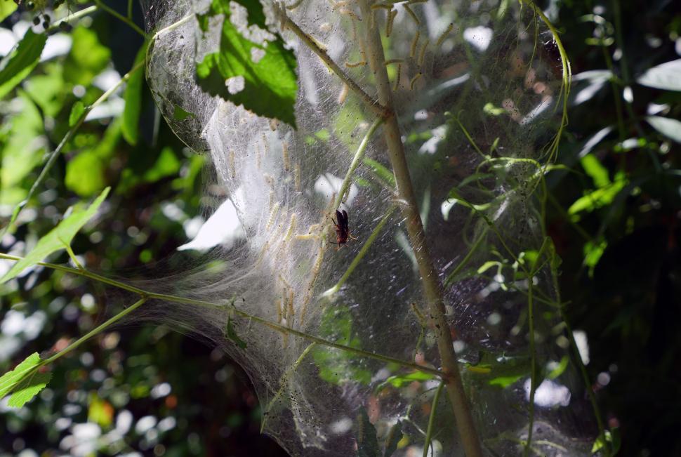 Free Image of A wasp in a webworm nest  