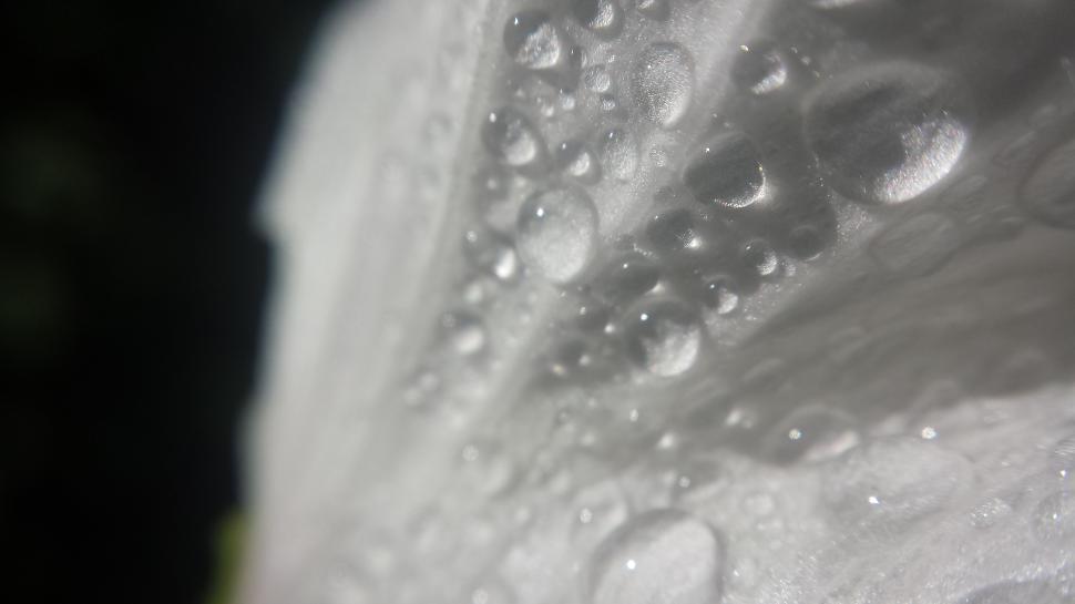Free Image of Dew Drops  