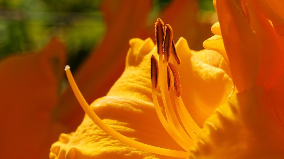 Free Image of Day Lily Flower Parts Macro  