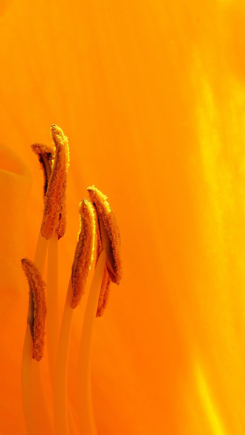 Free Image of Orange Day Lily Flower Parts Macro 