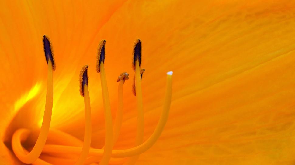 Free Image of Orange Day Lily Flower Macro 
