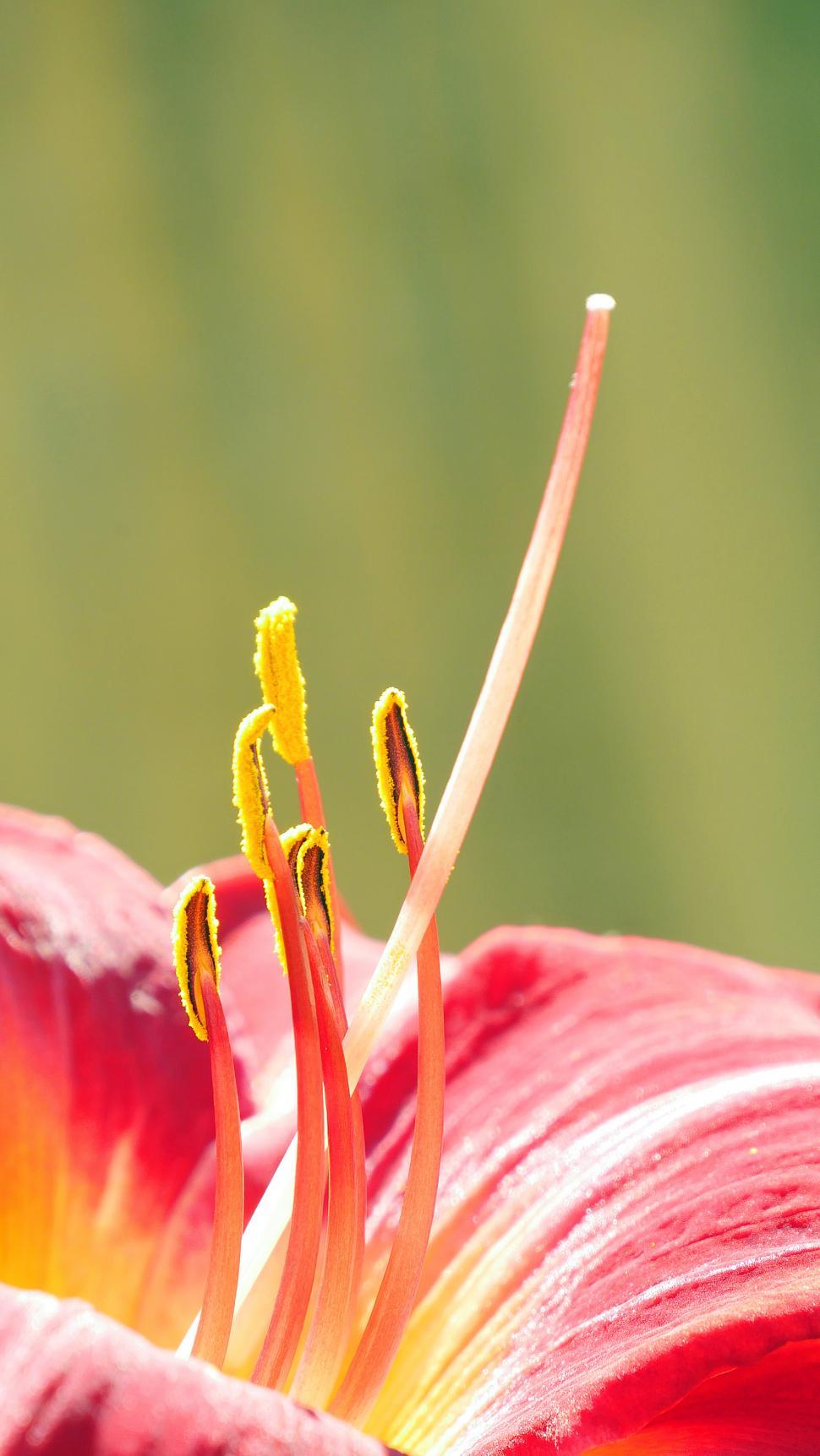 Free Image of Colorful Day Lily Flower Macro 