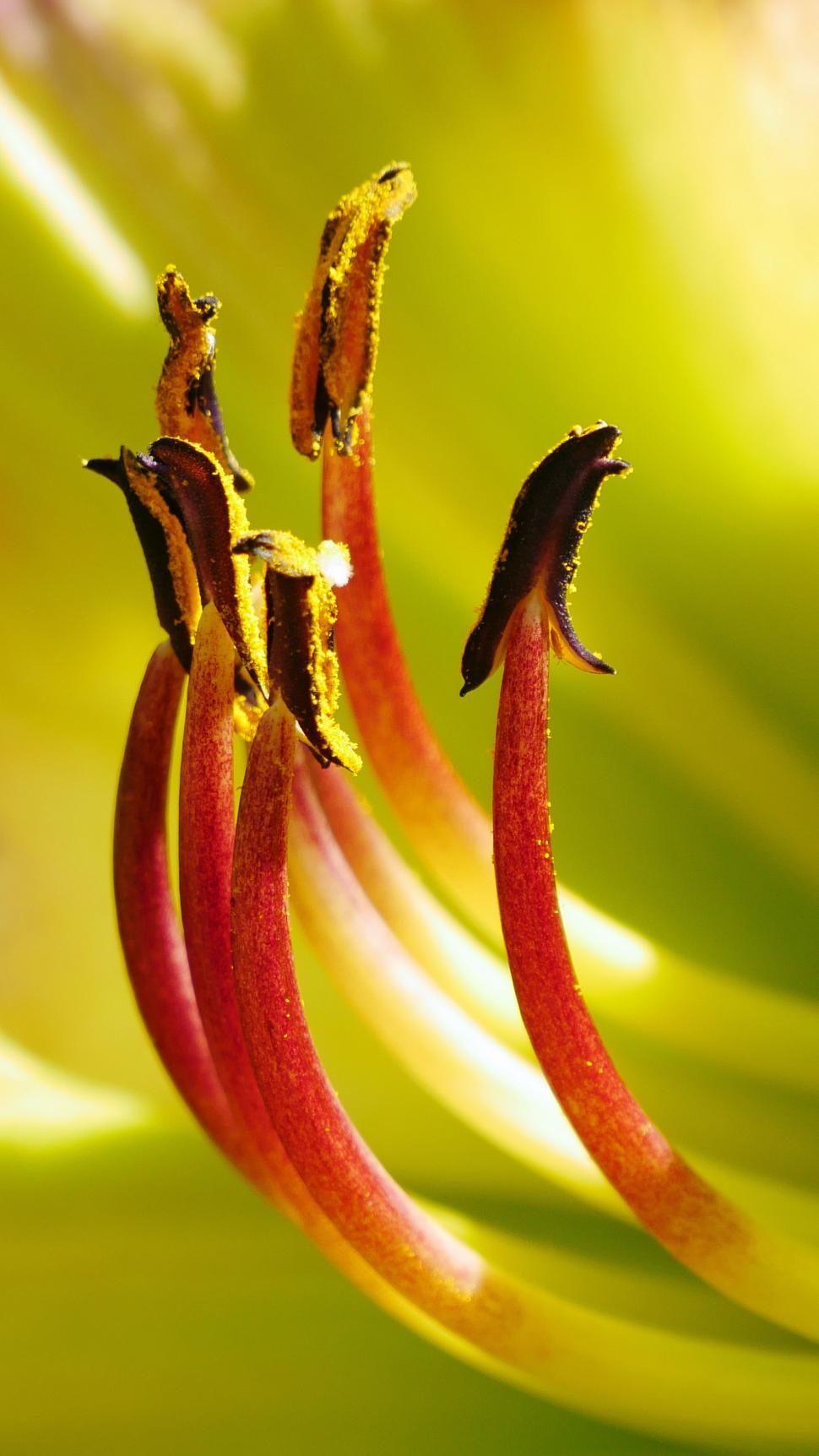 Free Image of Day Lily Flower Macro 
