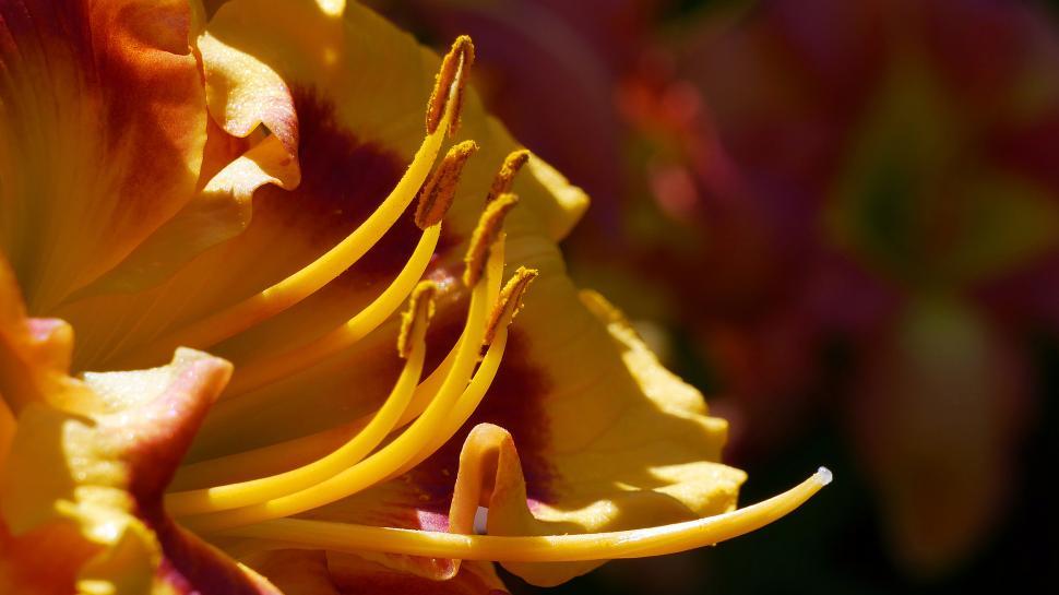 Free Image of Macro Photo of Day Lily Parts 