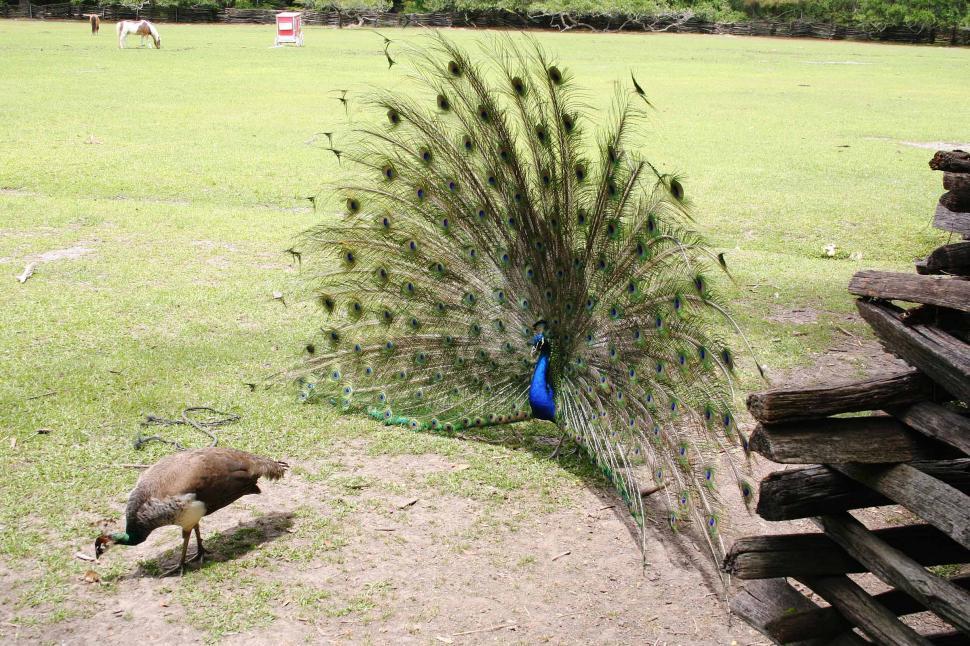 Free Image of peacock peahen tail feather feathers display impress bird animal grass plantation farm court flaunt flirt 