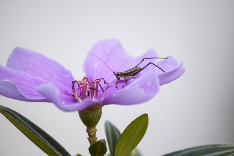 Free Image of Grass Hopper on Purple Flower 