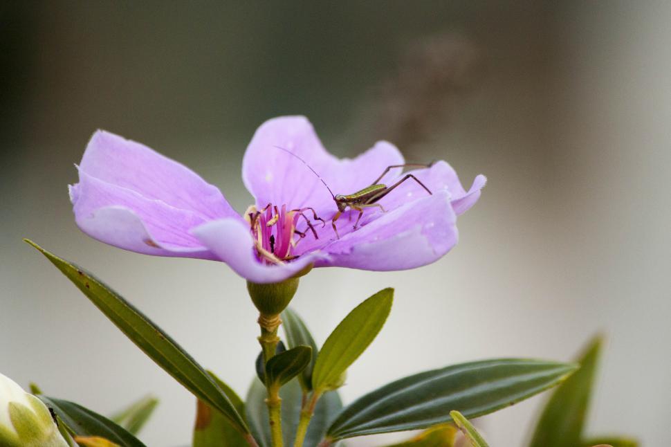 Free Image of Small Grasshopper on Purple Flower 