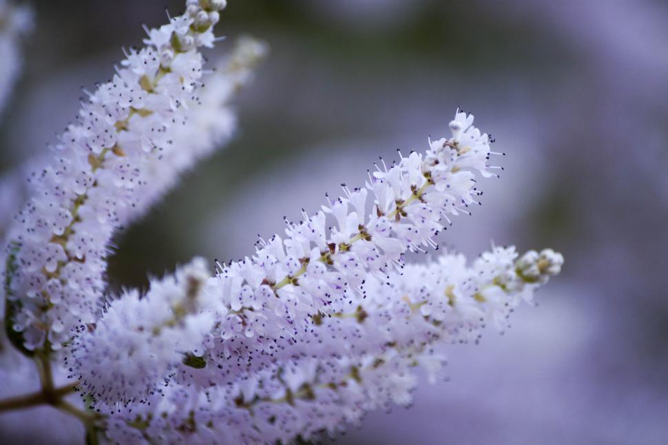 Free Image of Wonderful winter flower 