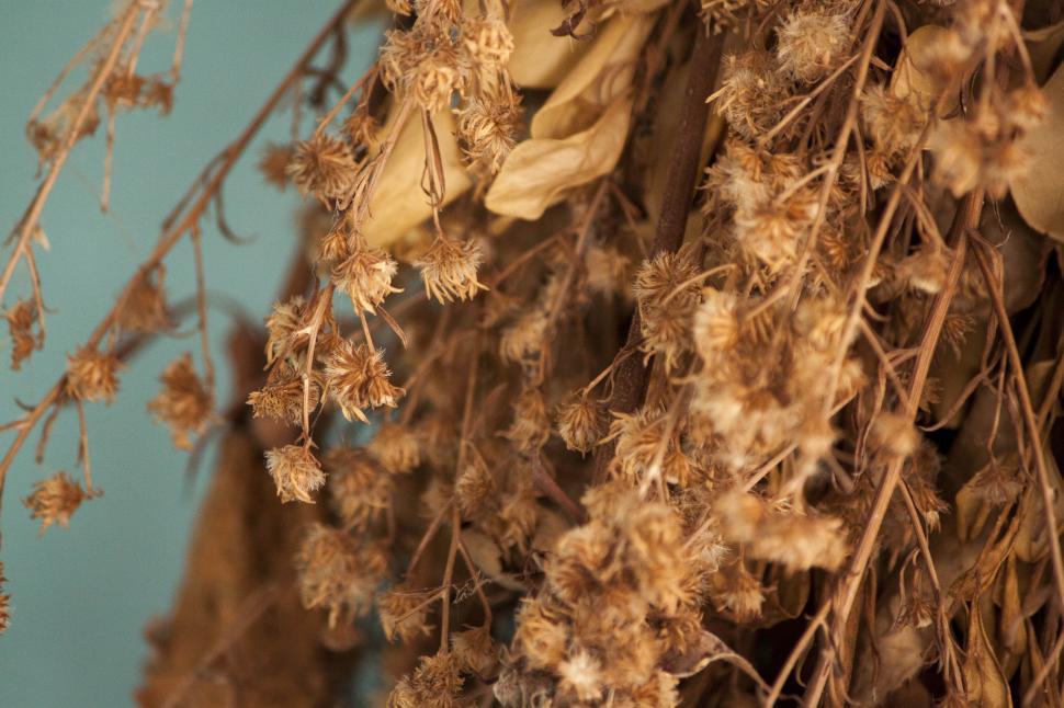 Free Image of Dried Flowers Hanging From Blue Wall 