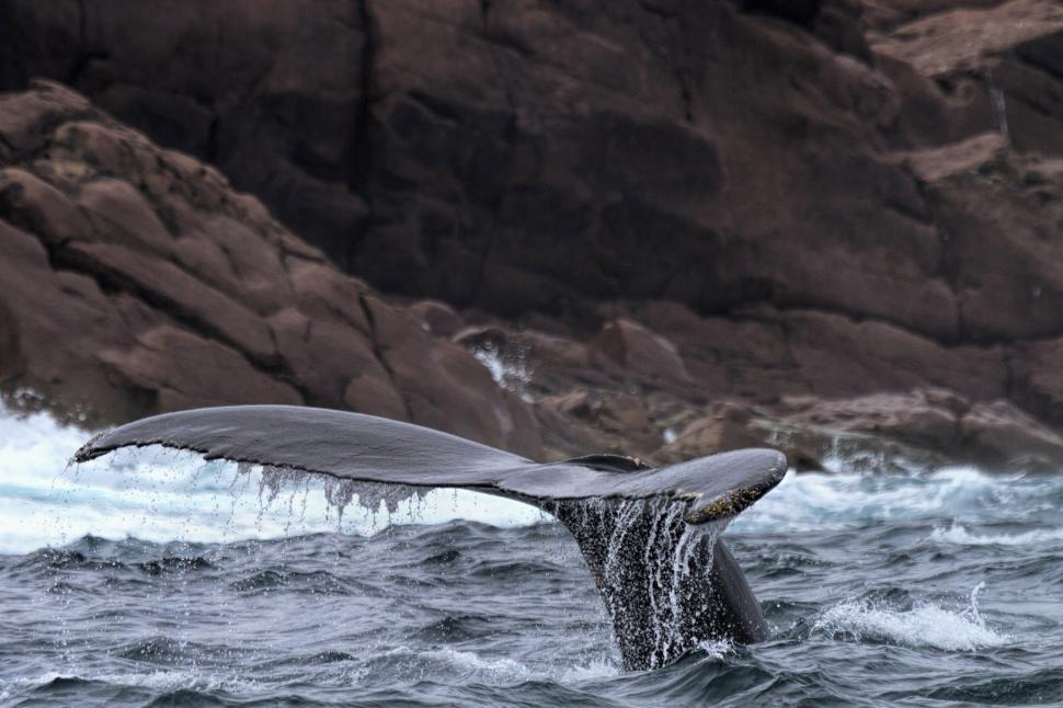 Free Image of Whale near shore 