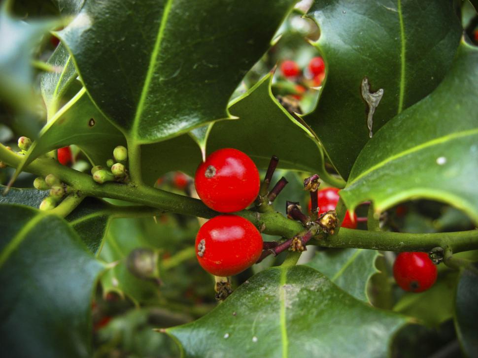 Free Image of Holly berries 
