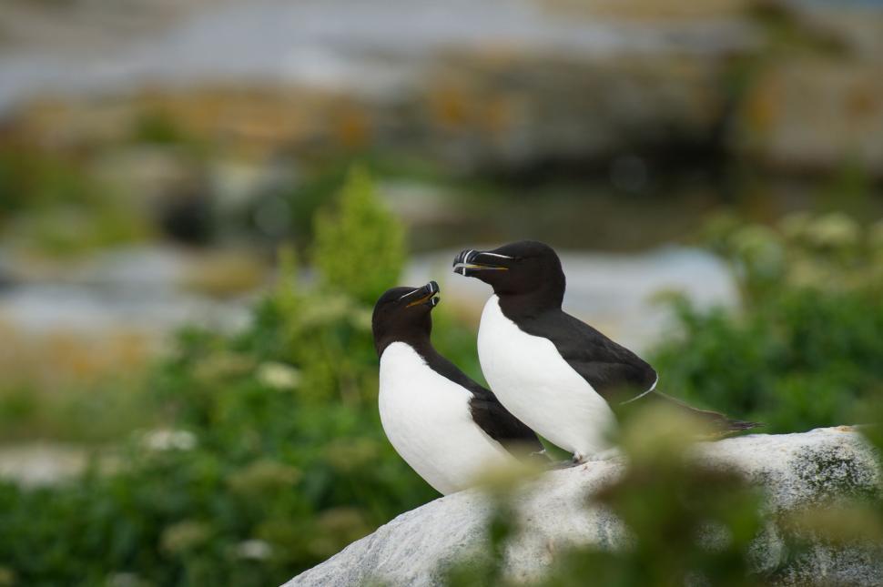 Free Image of Two Black and White Birds Perched on a Rock 